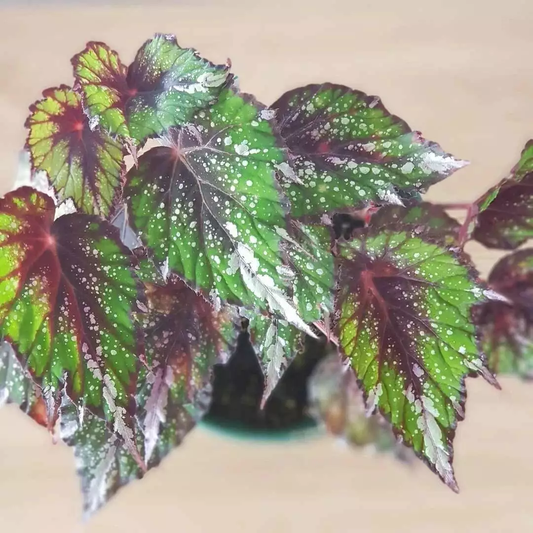 Do Begonia Plants Like Humidity?