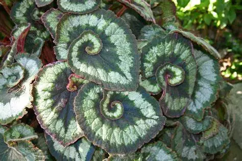 28 Beautiful Begonia Rex Varieties With Pictures