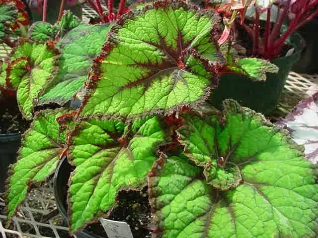 28 Beautiful Begonia Rex Varieties With Pictures