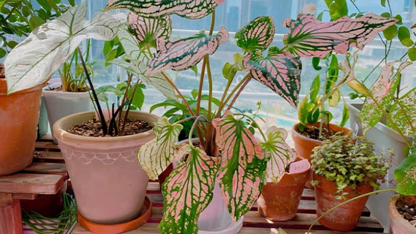 How Much Light Does Rex Begonia Need?