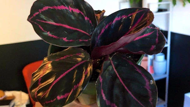 How To Grow And Care For Calathea Dottie?