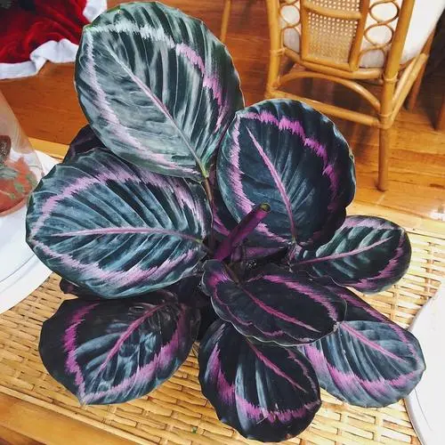 How To Grow And Care For Calathea Dottie