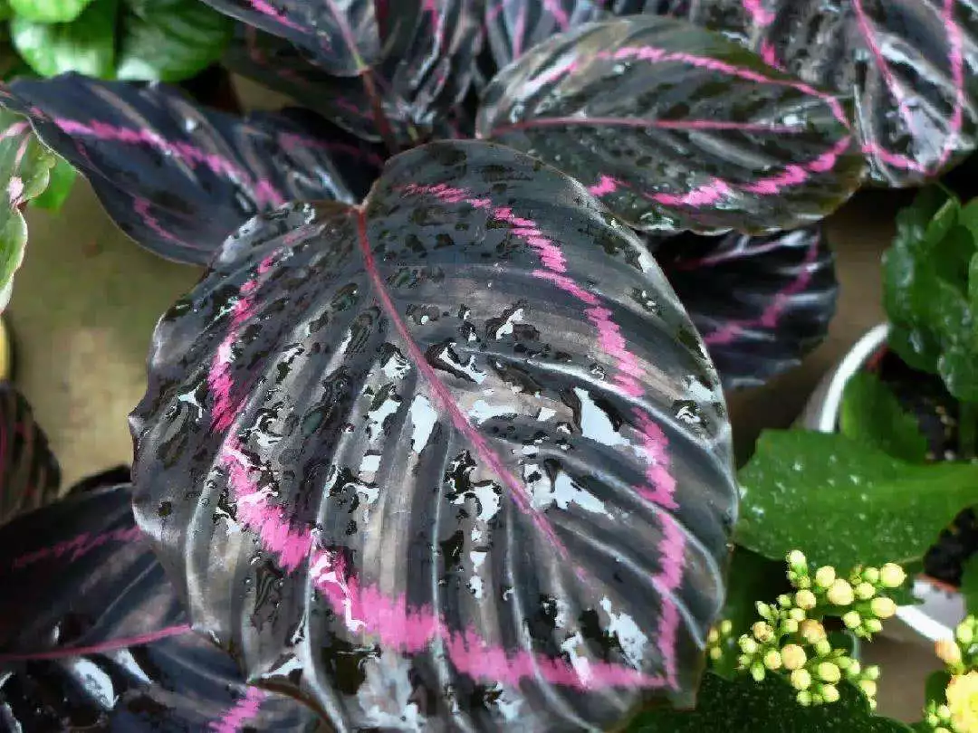 How To Grow And Care For Calathea Dottie