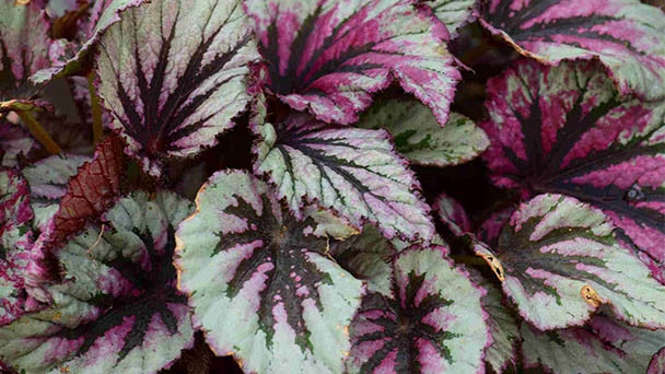 How To Propagate Rex Begonia?