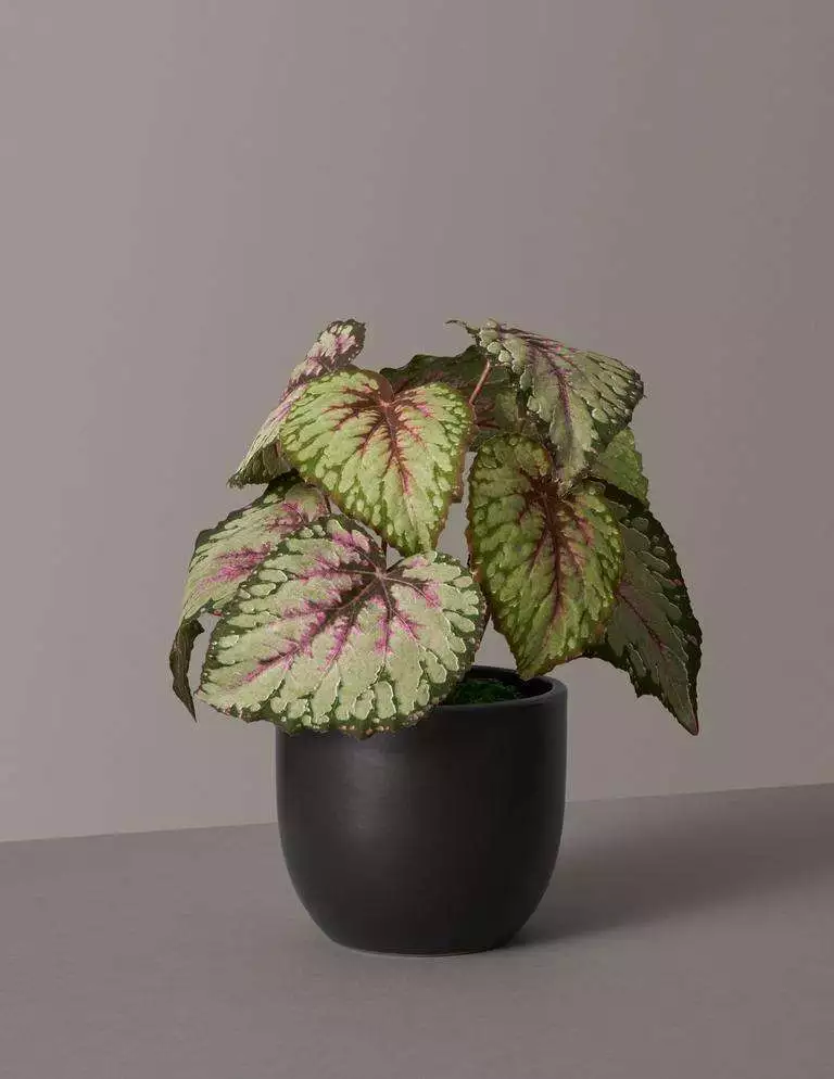 How To Propagate Rex Begonia