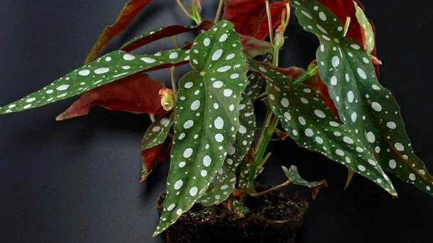 How To Repot Begonia Rex?