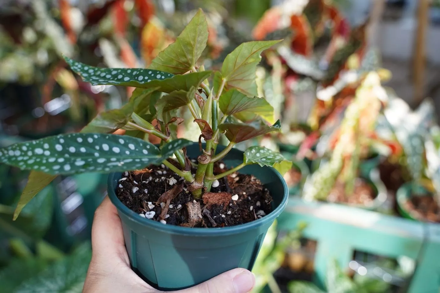 How To Repot Begonia Rex