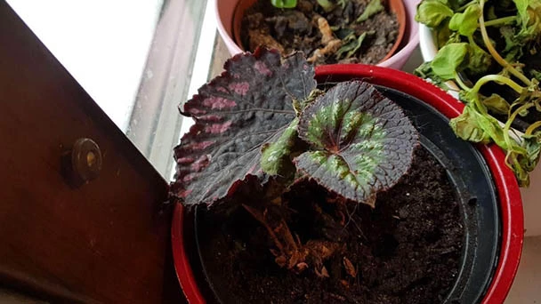 Is Begonia Rex Toxic To Cats？