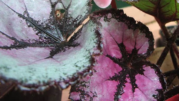 When Does Rex Begonia Flower Bloom?