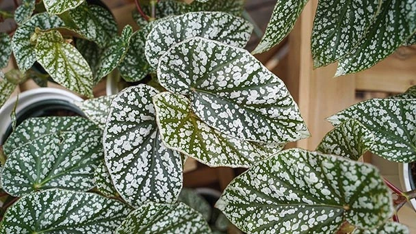 Why Does My Begonia Leaves Turning Yellow?