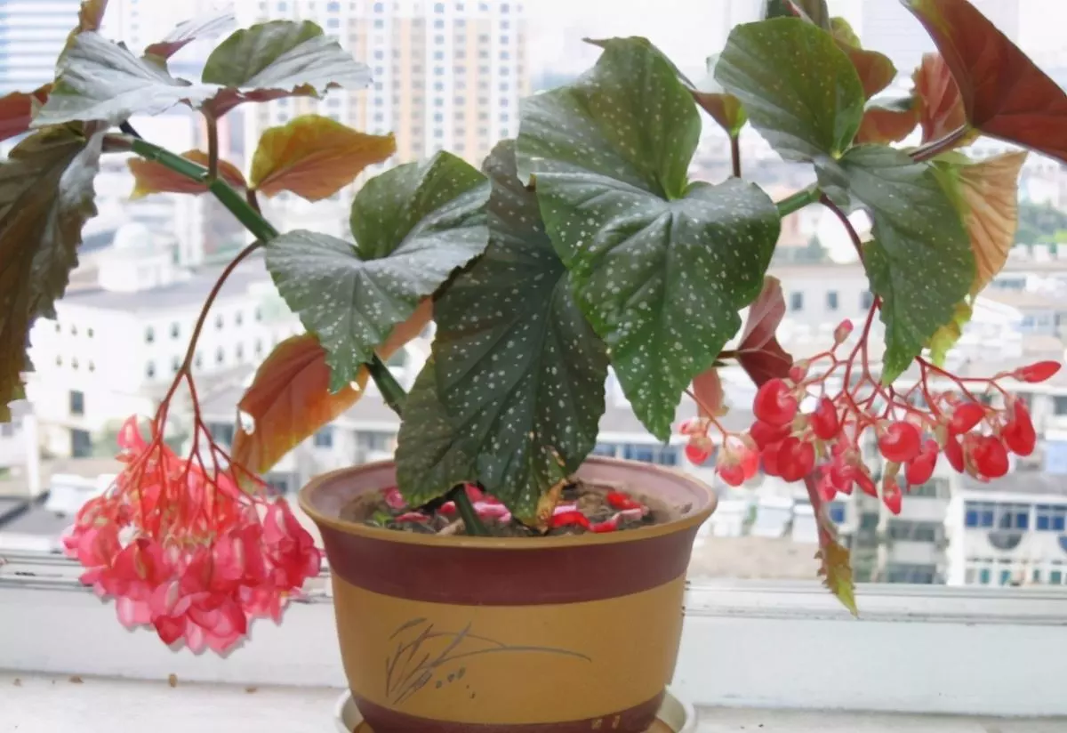 Why Does My Begonia Leaves Turning Yellow