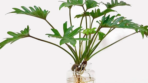 How To Grow And Care For Tree Philodendron (Thaumatophyllum Bipinnatifidum)?