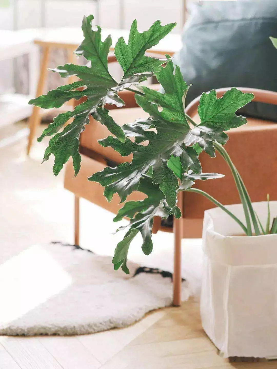 How To Grow And Care For Tree Philodendron