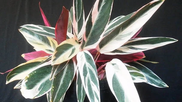 What Is The Best Soil For Stromanthe Triostar?