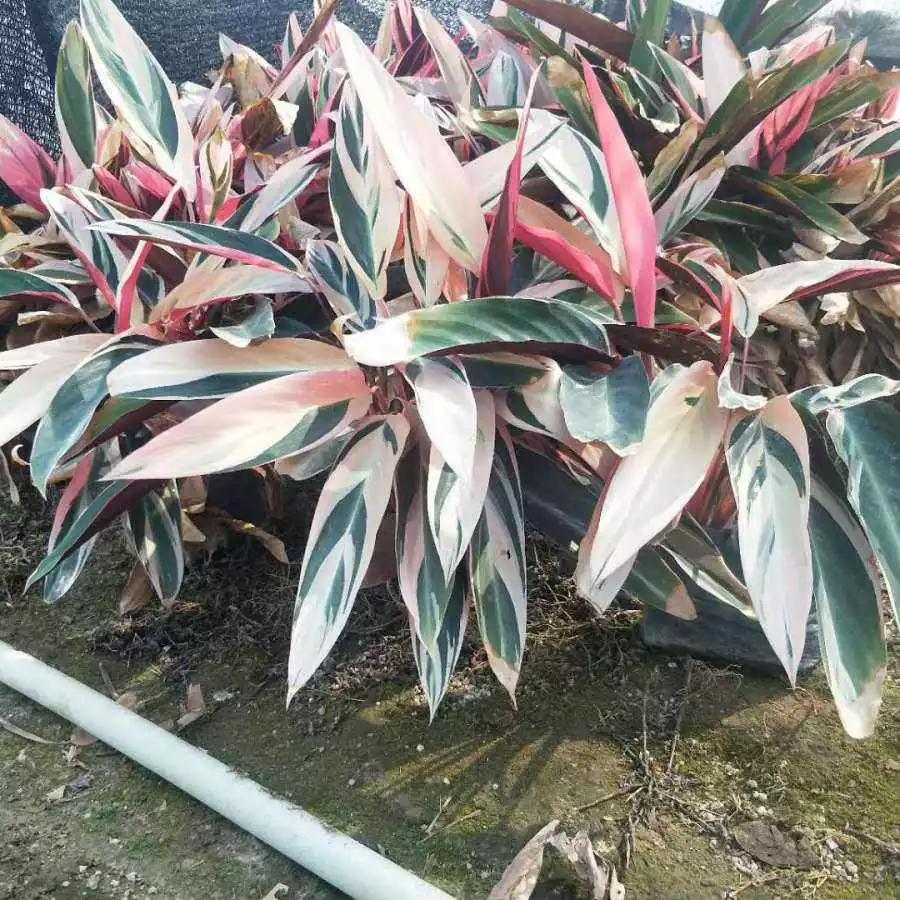 What Is The Best Soil For Stromanthe Triostar