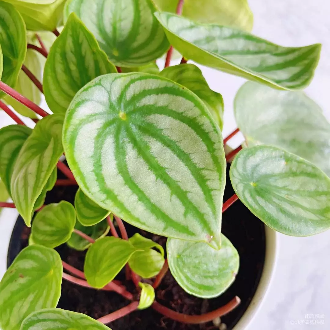 How To Save My Watermelon Peperomia Brown Spot