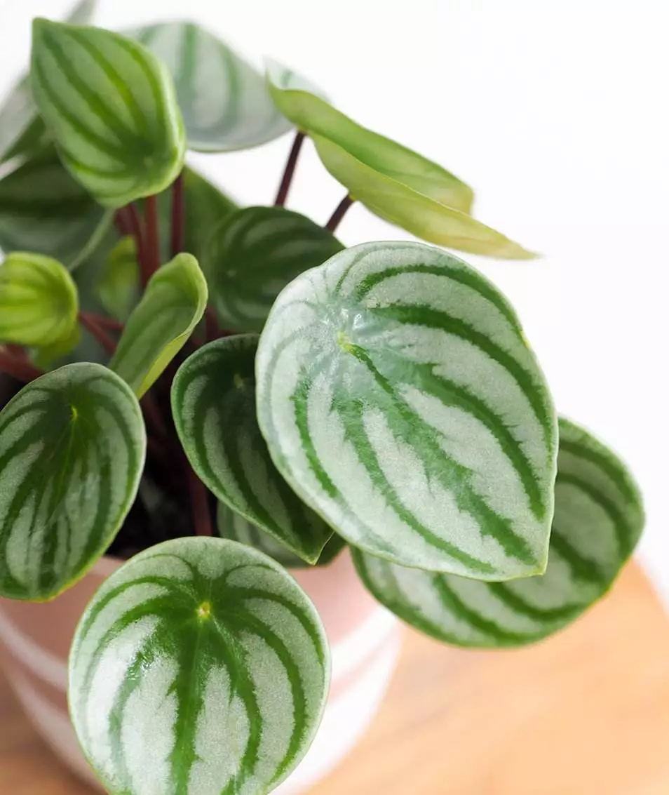 How To Save My Watermelon Peperomia Leaves Curling