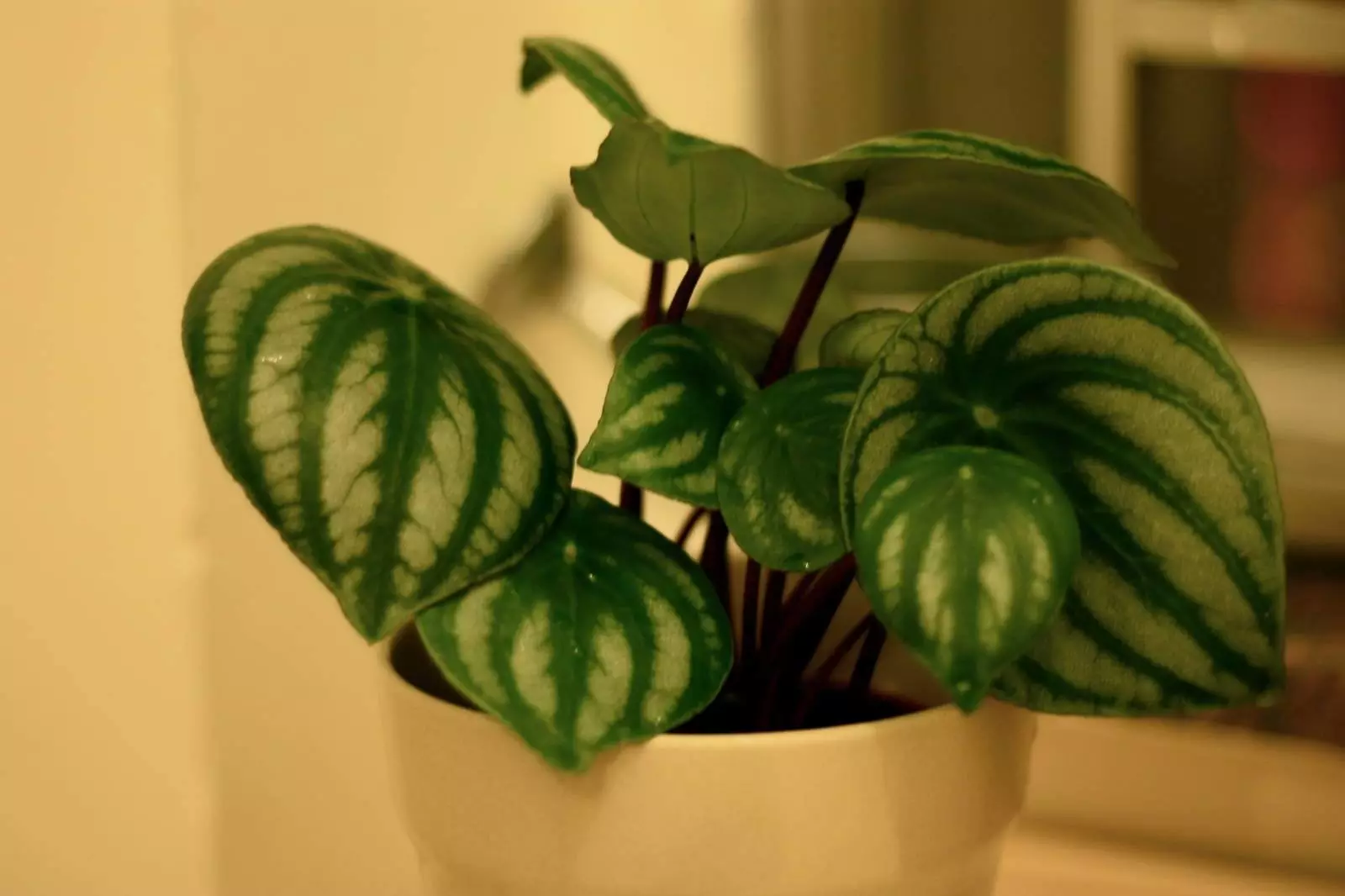 How To Save My Watermelon Peperomia Root Rot