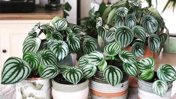 How Much Light Does Watermelon Peperomia Need?