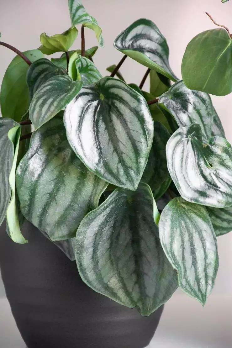 How Much Light Does Watermelon Peperomia Need