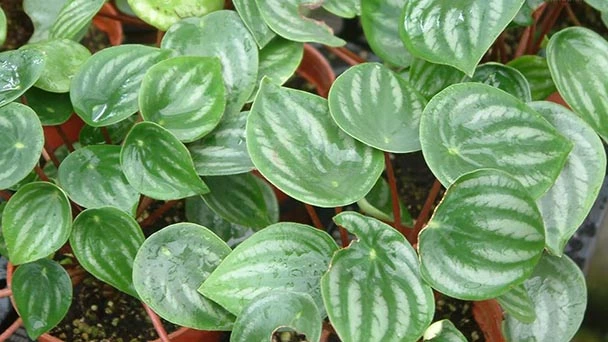 Is Watermelon Peperomia Toxic to Dogs?