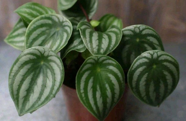 How To Save My Watermelon Peperomia Leaves Curling?