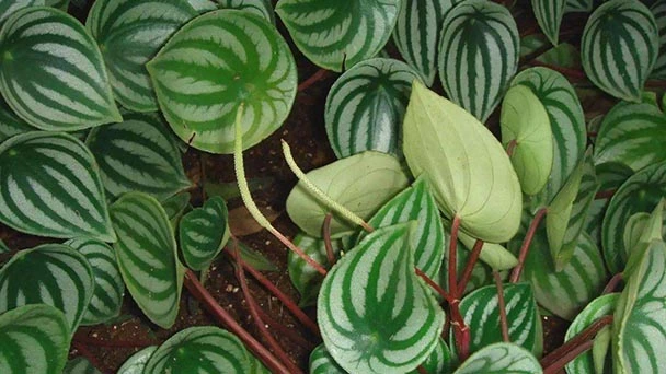 What Is The Best Soil For Watermelon Peperomia?