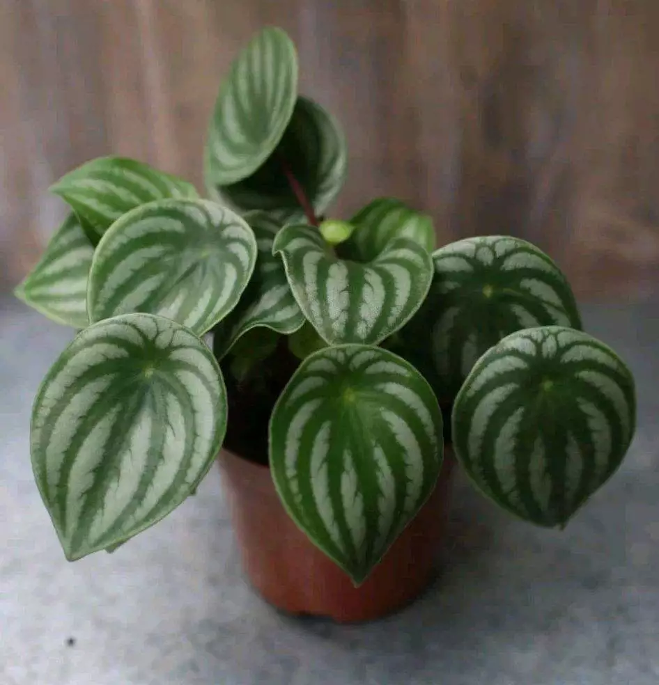 What Is The Best Soil For Watermelon Peperomia