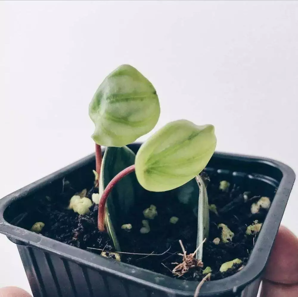 Why Does My Watermelon Peperomia Leaves Drooping