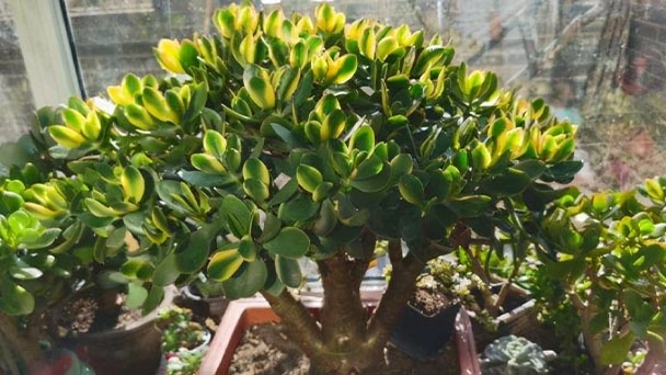Jade Plant Benefits - What You Should Know About Jade Plant