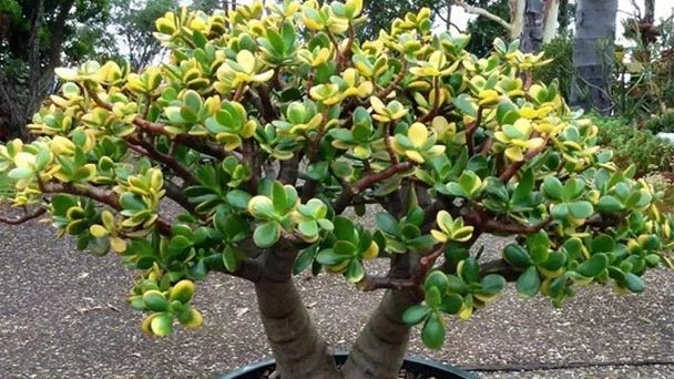 How Often To Water Jade Plant?