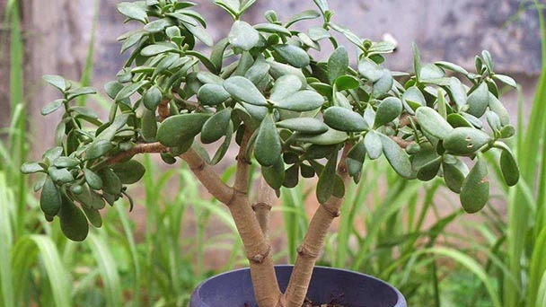 What Is The Best Soil For Jade Plant?