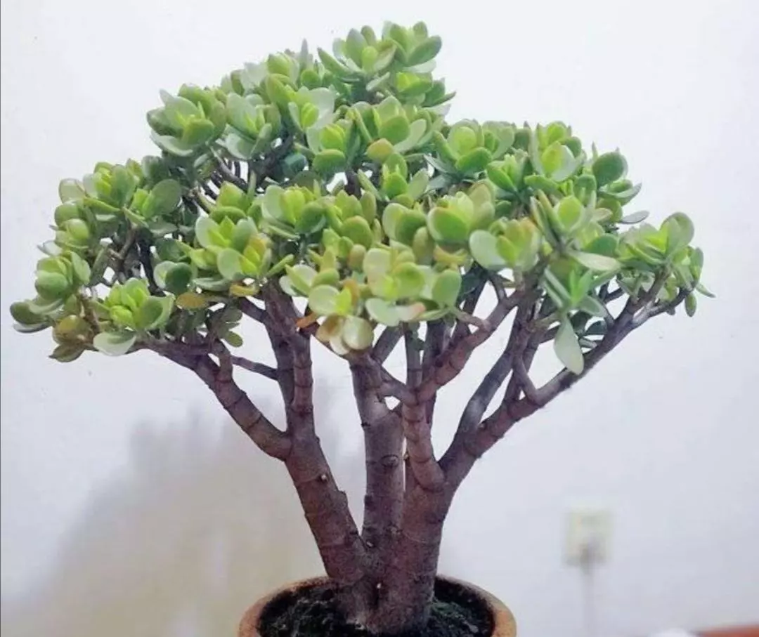 What Is The Best Soil For Jade Plant
