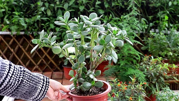 How To Save A Leggy Jade Plant?