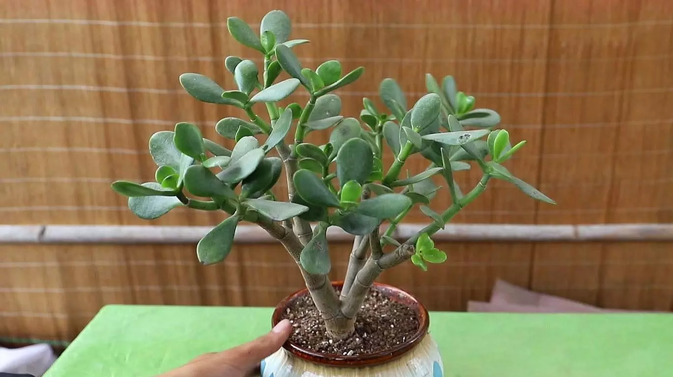How To Save A Leggy Jade Plant