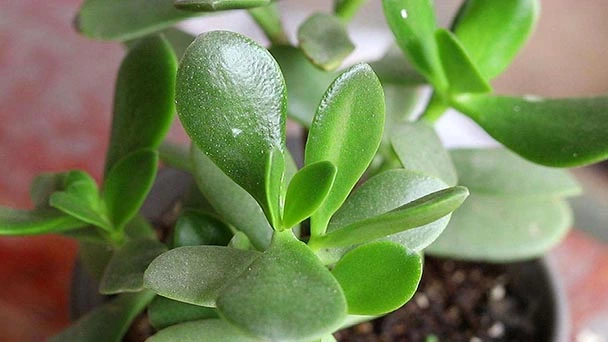 How To Repot Jade Plant?