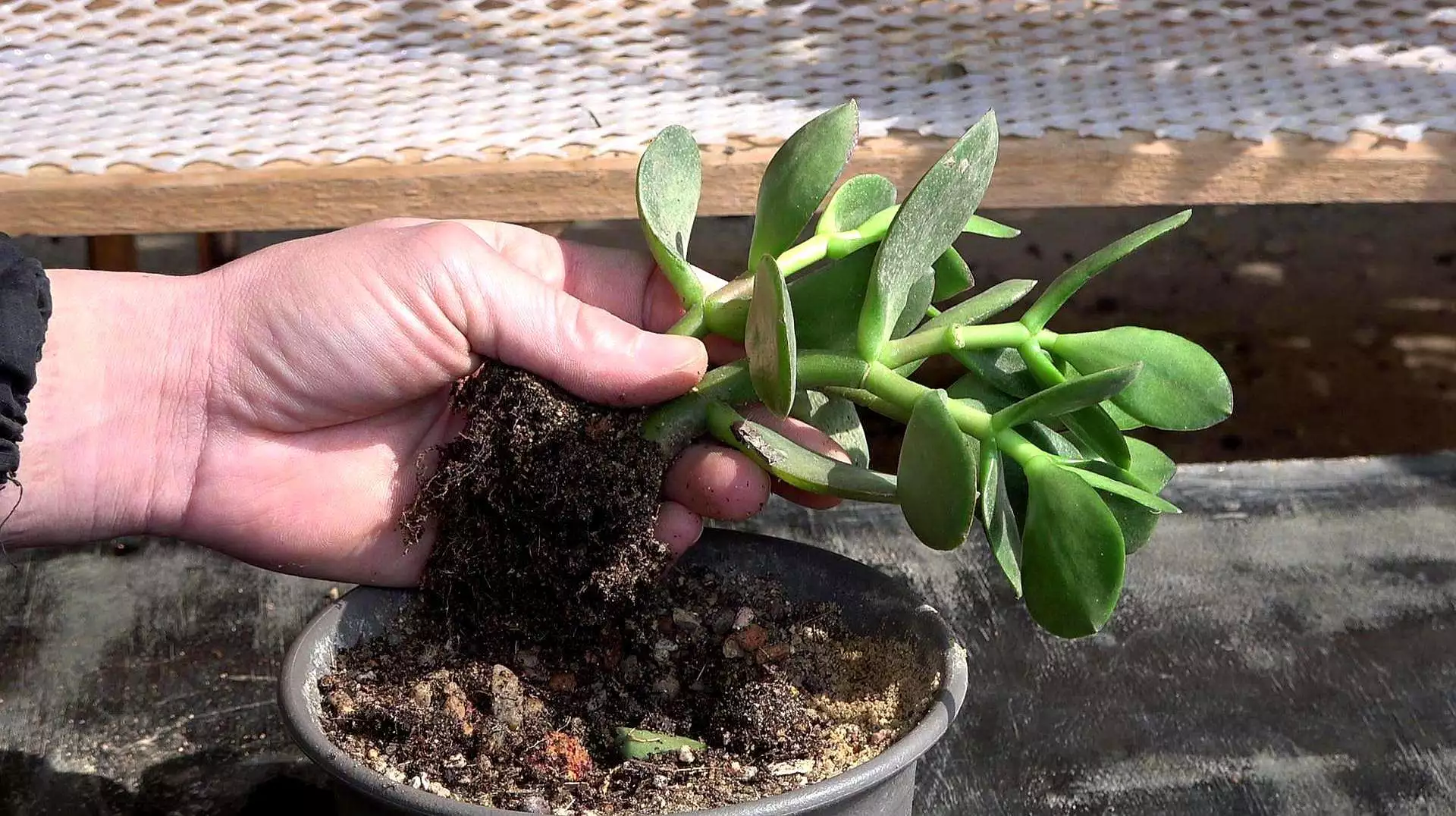 how to repot jade plant