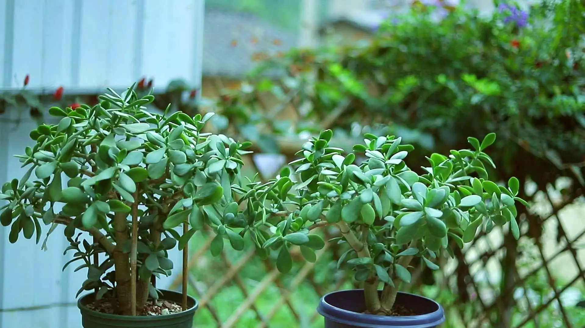 how to save overwatered jade plant