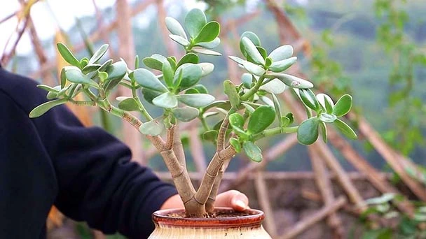 How To Get Jade Plant In Bloom?