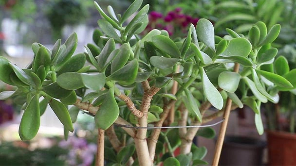 How To Prune a Jade Plant?