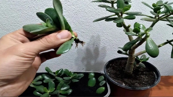 How to Save Root Rot in a Jade Plant