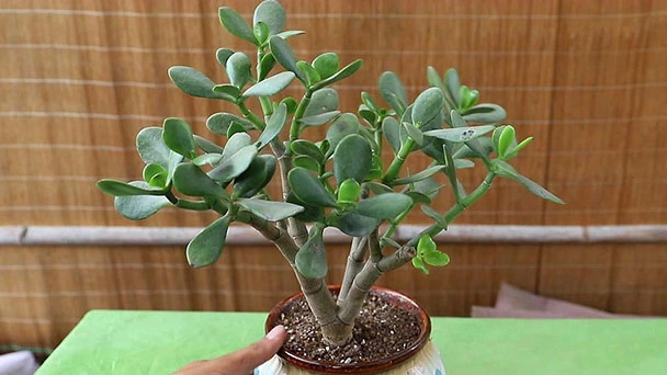 What Are Jade Plant Common Diseases