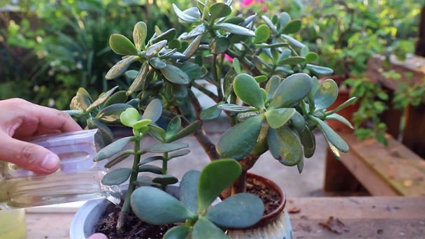 What is the Best Fertilizer for Jade Plant?