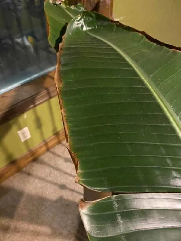 Bird Of Paradise Leaves Curling And Turning Brown