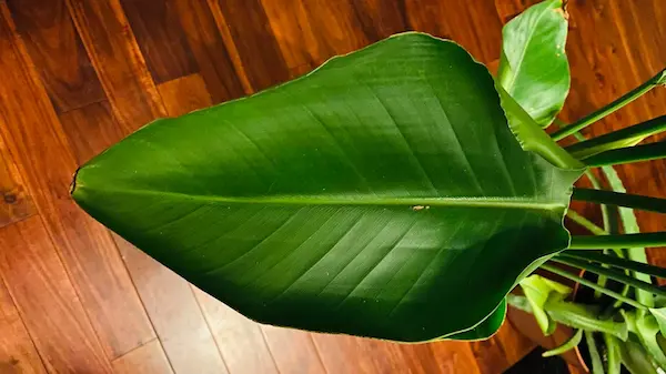 Bird of Paradise Plant Leaves Curling Outward
