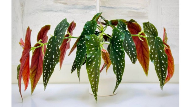 How To Care For A Polka Dot Begonia - Growing Guide 2022
