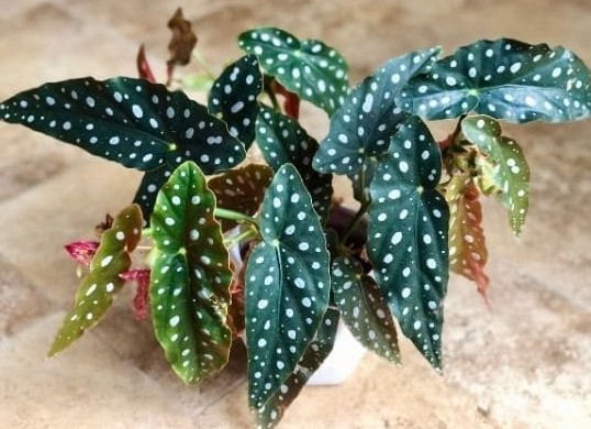 2. How To Care For A Polka Dot Begonia2