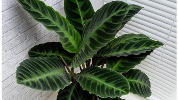 Calathea Jungle Velvet Care Guide - Essential Tips