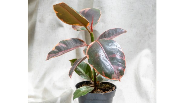 Ficus Elastica Ruby Care & Growing Tips