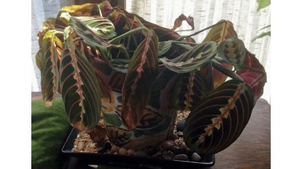 Why My Prayer Plants Leaves Turning Brown: Reasons & How to Fix